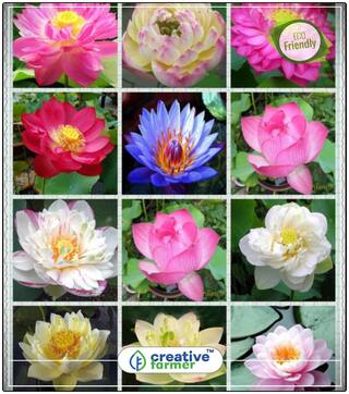 Organic Lotus Flower Seeds Mixed Varieties Plant Seeds For All Season Perfect Home Garden Plant Seeds