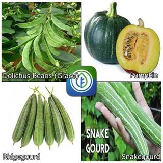 Organic Vegetable Combo Pack - Dolichus Beans (Grace),Pumpkin,Ridgegourd,Snakegourd - By Creative Farmer