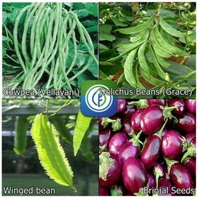Organic Vegetable Seeds Combo - Cowpea (Vellayani),Dolichus Beans (Grace),Winged bean,Brinjal Seeds - By Creative Farmer