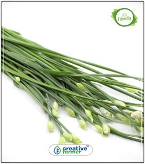 Oriental Garlic Herb Seeds For Kitchen Garden Perfect Home Garden Plant Seeds