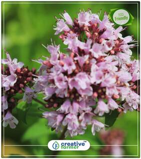 Origanum Orientale Herb Seeds For Home Garden Perfect Home Garden Plant Seeds