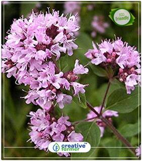 Origanum Seeds - Ban Tulsi;Sathra Herb Seeds For Home Garden Perfect Home Garden Plant Seeds