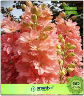 Ornament Plants Seeds : Larkspur Tall Flower Premium Kitchen Garden Plant Seeds