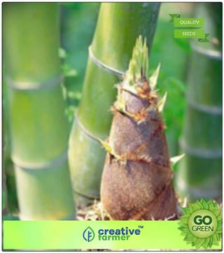 Ornamental Bamboo Mixed Bamboo Seeds Premium Kitchen Garden Plant Seeds