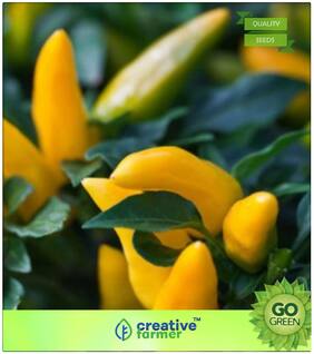 Ornamental Chilly Finger Gold Premium Kitchen Garden Plant Seeds