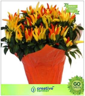 Ornamental Chilli Orange Choice Mixed Premium Kitchen Garden Plant Seeds