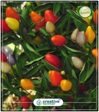Ornamental Chilli Seeds Round Mix Vegetable Seeds Perfect Home Garden Plant Seeds