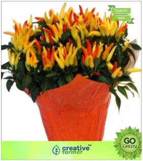 Ornamental Chilli Orange Choice Mixed Premium Kitchen Garden Plant Seeds