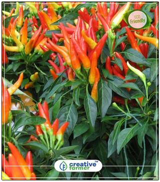 Ornamental Chilli Choice Mix Vegetable Seeds Perfect Home Garden Plant Seeds