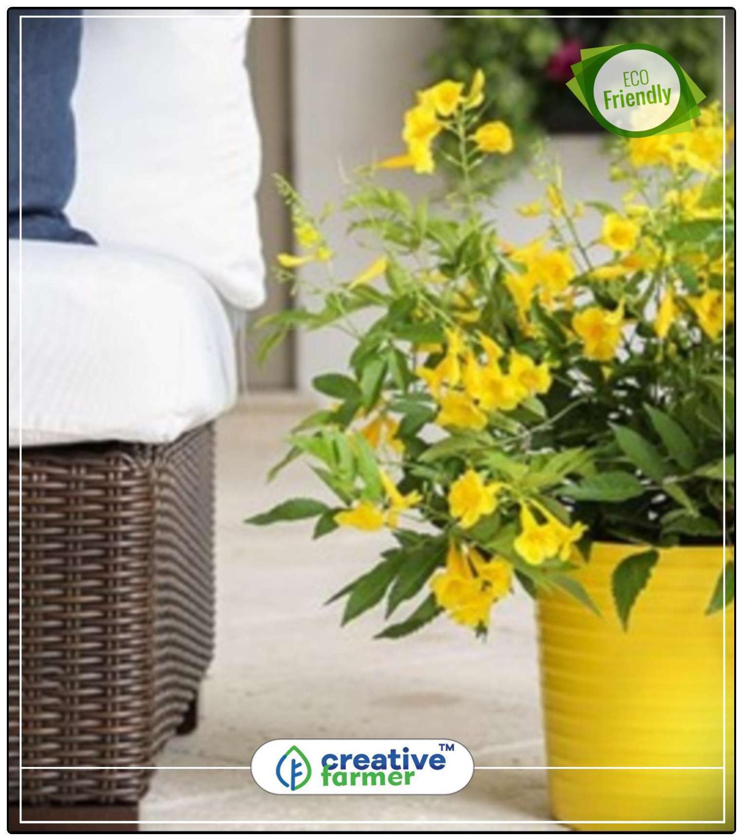 https://assetscdn1.paytm.com/images/catalog/product/H/HO/HOMORNAMENTAL-FCREA887473C2106B2/1563113064381_0..jpg