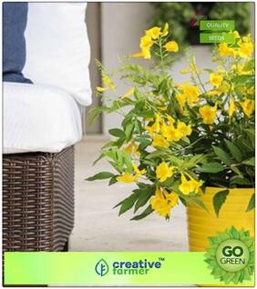 Ornamental Flowering Tree Ghanti Ful - Yellow Bells Flower Seeds Rainy Season Flowering Plant Seeds Premium Kitchen Garden Plant Seeds