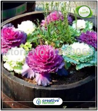 Ornamental Kale Lavender Mixed Decorative Purposes Perfect Home Garden Plant Seeds