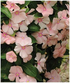 Ornamental Plants Pots In Garden Vinca Nayantara Flower Seeds For Direct Sowing 20 Seeds