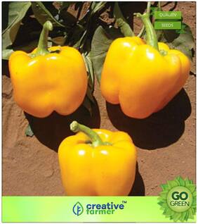 Ornamental Plant Seeds : Yellow Colour Capsicum Premium Kitchen Garden Plant Seeds