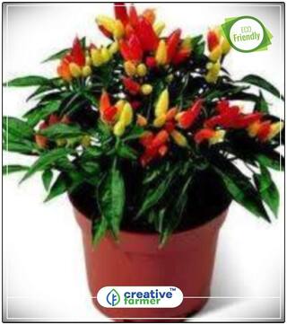 Ornamental Plant Seeds Vegetable Seeds Perfect Home Garden Plant Seeds