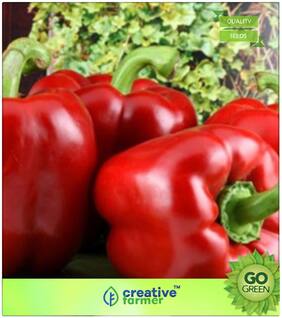 Ornamental Plant Seeds : Capsicum Red Premium Kitchen Garden Plant Seeds