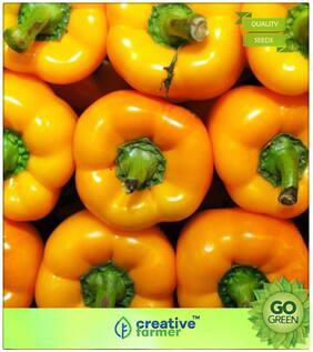 Ornamental Plant Seeds : Capsicum 3 Colours Premium Kitchen Garden Plant Seeds