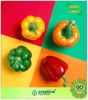 Ornamental Plant Seeds : Mixed Colour Capsicum Seeds - All Colour Mixed Premium Kitchen Garden Plant Seeds
