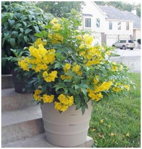 Ornamental Plant Tecoma Stans Flower Seeds For Kitchen Garden Bonsai Suitable Flowering Plant Seeds Garden Pack By Creative Farmer
