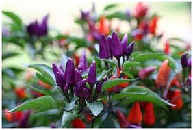 Ornamental Seeds : Ornamental Chilli Seeds Exterior Plantscaping Garden [Home Garden Seeds Eco Pack] Plant Seeds By Creative Farmer