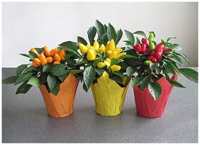 Ornamental Seeds : Pepper Ornamental Mixed Colour Seeds For Railing Planter Garden [Home Garden Seeds Eco Pack] Plant Seeds By Creative Farmer