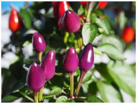 Ornamental Seeds : Ornamental Plant Seeds For Nursery Plant (Seeds) Garden [Home Garden Seeds Eco Pack] Plant Seeds By Creative Farmer