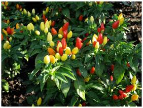 Ornamental Seeds : Ornamental Chilli Plant Rounded For Vertical Garden Garden [Home Garden Seeds Eco Pack] Plant Seeds By Creative Farmer