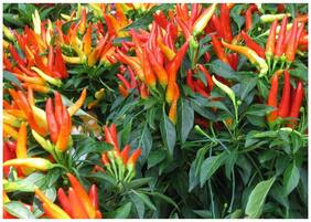 Ornamental Seeds : Ornamental Chilli Red;Orange;Yellow;Purple;Lavender;And White Mixed For Terrace/Balcony/Rooftop Gardening Plants Garden [Home Garden Seeds Eco Pack] Plant Seeds By Creative Farmer