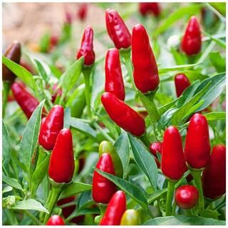 Ornamental Seeds : Thai Hot Ornamental Pepper Imported Seed Packet Garden [Home Garden Seeds Eco Pack] Plant Seeds By Creative Farmer