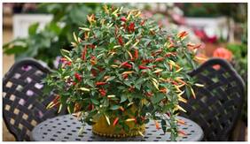 Ornamental Seeds : Ornamental Chilli Seeds Flower Seeds Hanging Garden Seeds Packet Garden [Home Garden Seeds Eco Pack] Plant Seeds By Creative Farmer