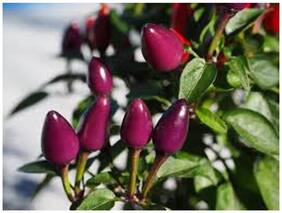 Ornamental Seeds : Violet Mixed Seeds For Planting Garden [Home Garden Seeds Eco Pack] Plant Seeds By Creative Farmer