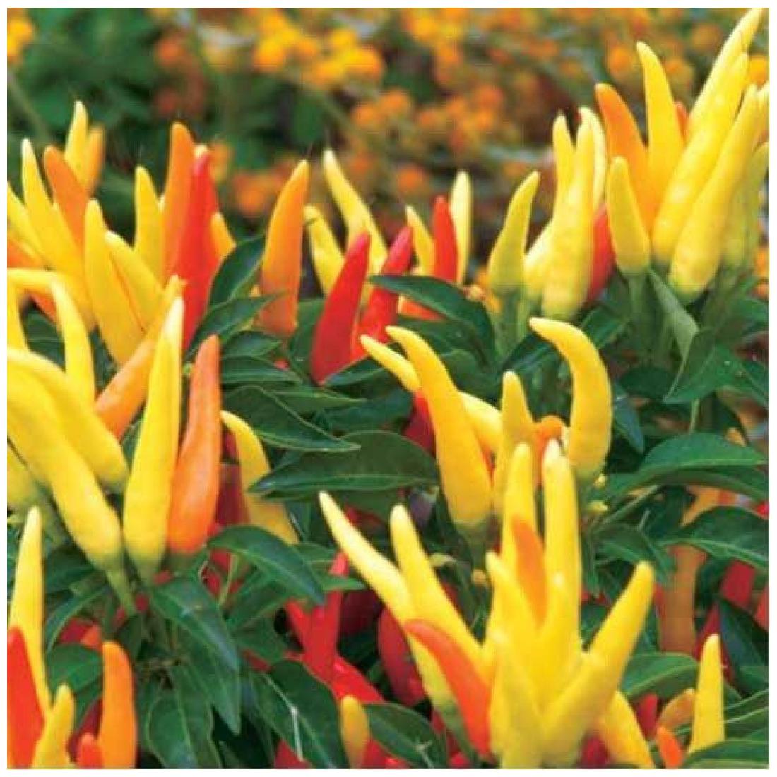 https://assetscdn1.paytm.com/images/catalog/product/H/HO/HOMORNAMENTAL-SCREA88747901C944A/1563033740773_1..jpg