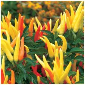 Ornamental Seeds : Ornamental Chili Peppers Branded Garden [Home Garden Seeds Eco Pack] Plant Seeds By Creative Farmer