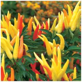 Ornamental Seeds : Ornamental Chili Peppers Branded Garden [Home Garden Seeds Eco Pack] Plant Seeds By Creative Farmer