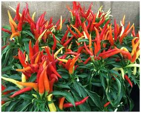 Ornamental Seeds : Ornamental Chilli Bush Mixed Type Seeds Garden [Home Garden Seeds Eco Pack] Plant Seeds By Creative Farmer