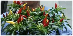 Ornamental Seeds : Chilli Seeds For Pots Ornamental Garden Seeds Packet Garden [Home Garden Seeds Eco Pack] Plant Seeds By Creative Farmer