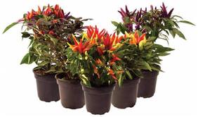 Ornamental Seeds : Ornamental Bell Peppers Seeds For Poly Grow Bags Garden [Home Garden Seeds Eco Pack] Plant Seeds By Creative Farmer