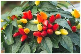 Ornamental Seeds : Ornamental Capsicum Seeds For Kitchen Garden Winter Season Flower Plant Seeds Garden [Home Garden Seeds Eco Pack] Plant Seeds By Creative Farmer