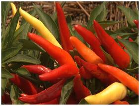 Ornamental Seeds : Capsicum Ornamental Chilli Packet For Garden Lovers Garden [Home Garden Seeds Eco Pack] Plant Seeds By Creative Farmer