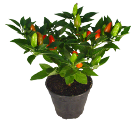 Ornamental Seeds : Ornamental Chili Peppers Mixed Variety Premium Seeds Garden [Home Garden Seeds Eco Pack] Plant Seeds By Creative Farmer