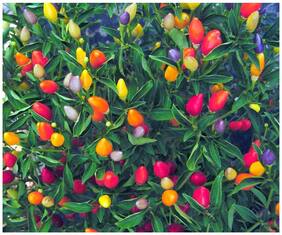 Ornamental Seeds : Sweet And Chili Peppers Seeds For Kitchen Gardening Premium Seeds Garden [Home Garden Seeds Eco Pack] Plant Seeds By Creative Farmer