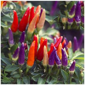 Ornamental Seeds : Ornamental Pepper Seeds Flower Seed All Season Farm Seeds Garden [Home Garden Seeds Eco Pack] Plant Seeds By Creative Farmer