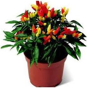 Ornamental Seeds : Ornamental Chilly (Capsicum) Choice Pointed Mix Vegetable Branded Garden [Home Garden Seeds Eco Pack] Plant Seeds By Creative Farmer