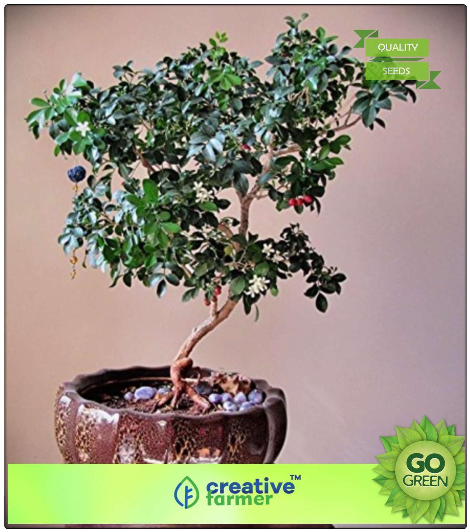 https://assetscdn1.paytm.com/images/catalog/product/H/HO/HOMORNAMENTAL-TCREA8874724968EE4/1563036740810_0..jpg