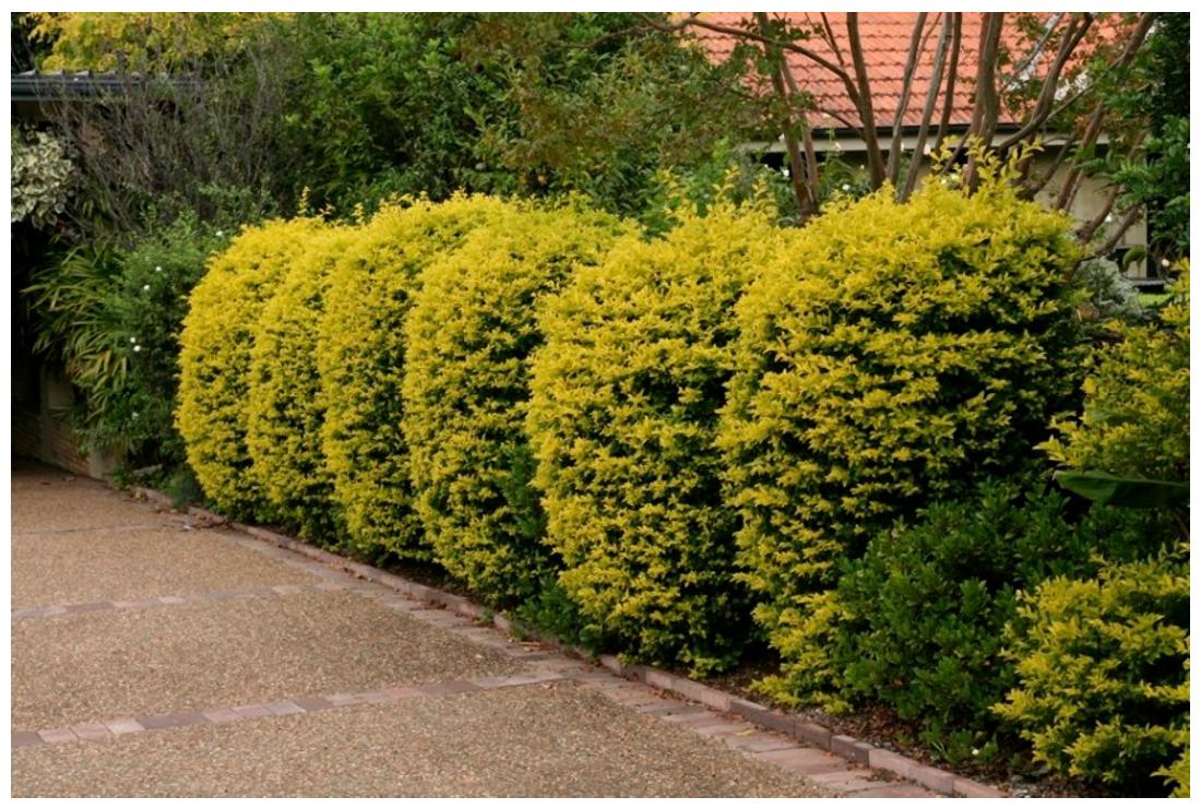 https://assetscdn1.paytm.com/images/catalog/product/H/HO/HOMORNAMENTAL-TCREA887473D19B104/1563034068381_1..jpg