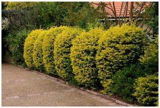 Ornamental Tree/Plant Golden Dewdrop Duranta Seeds For Nursery Garden 20 Seeds