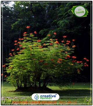 Ornamental Tree Seeds Pathimugham Kerala Ayurvedic Water - Seeds For Growing Shade Tree Seeds Perfect Home Garden Plant Seeds