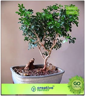 Ornamental Tree : Highly Fragrant Cream Colored Flowers Kamini Flower Premium Kitchen Garden Plant Seeds