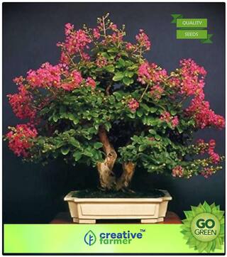 Ornamental Tree : Lagerstroemia Speciosa Premium Kitchen Garden Plant Seeds