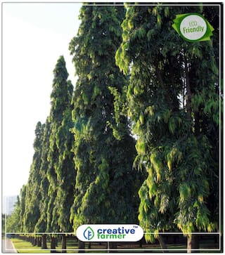 Ornamental Tree Ashok Ornamental Long Perfect Home Garden Plant Seeds